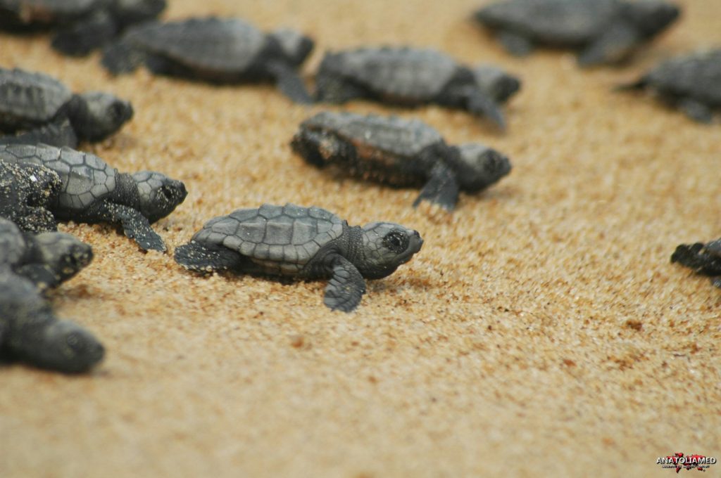 caretta-caretta-Dalyan-iztuzu-plajı-8