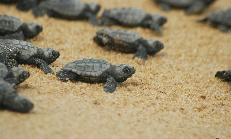 caretta-caretta-Dalyan-iztuzu-plajı-8